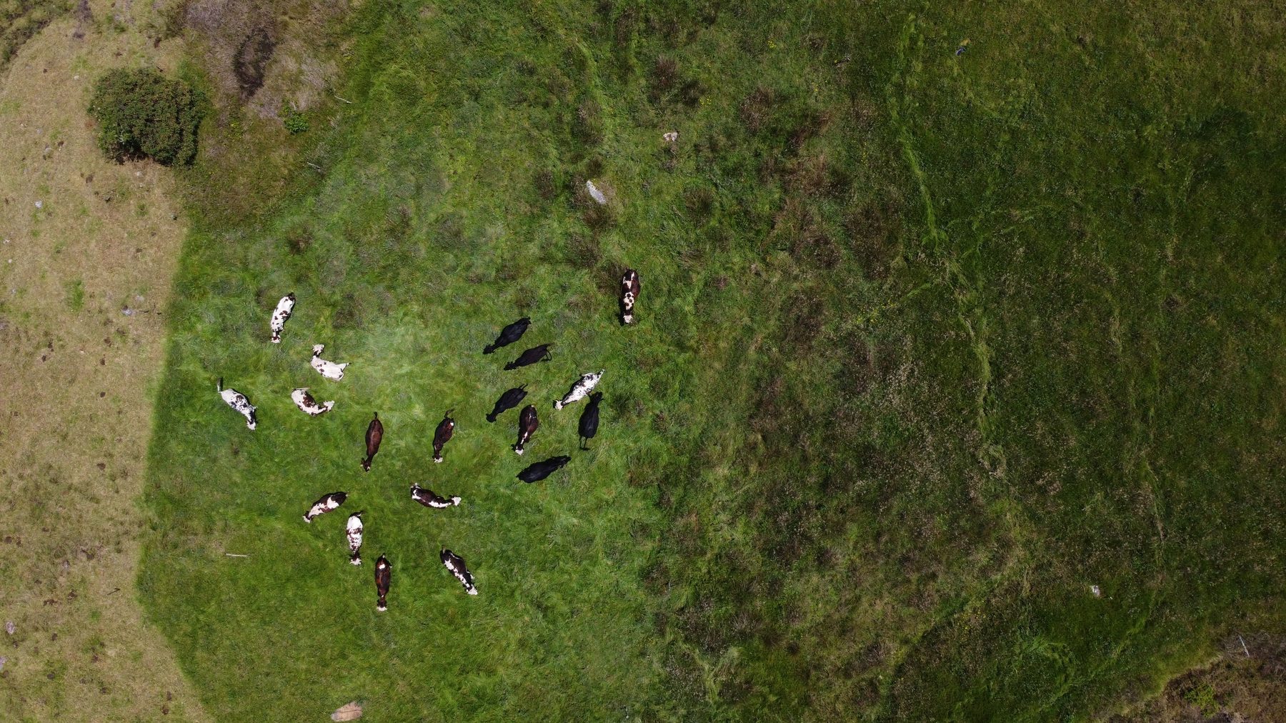 Vista aérea de ganado pastando en un potrero abierto